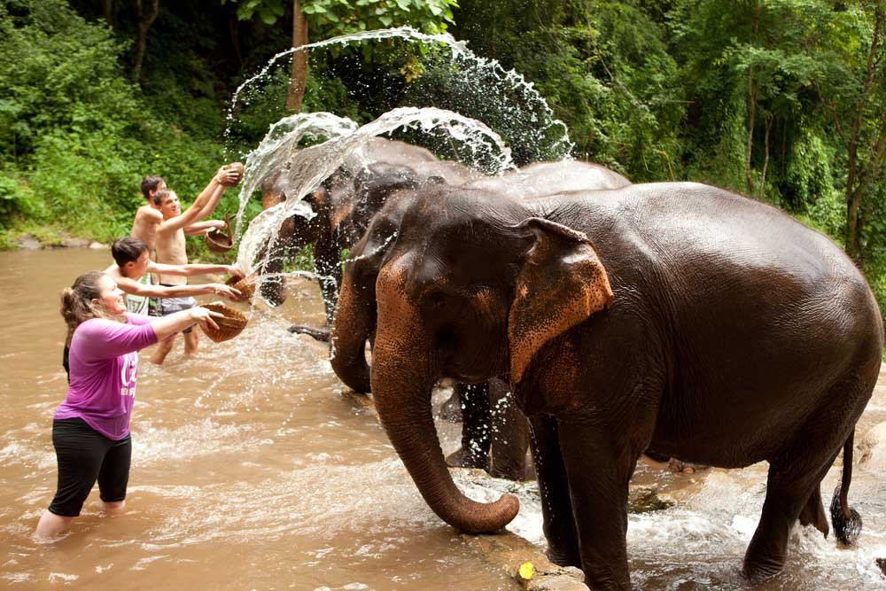 Thailand elephant