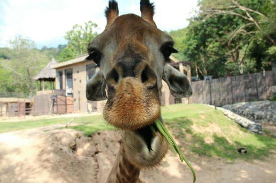 Khao Kheo zoo