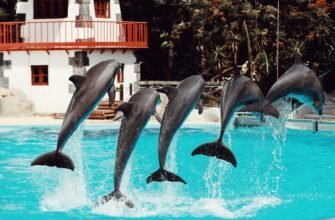 Phuket Dolphinarium