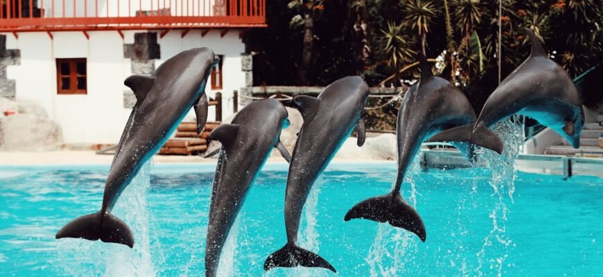 Phuket Dolphinarium